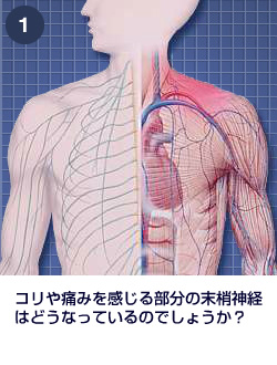 末梢神経のしくみ|肩・腰のしくみ|エーザイ株式会社