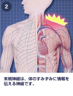末梢神経のしくみ｜肩・腰のしくみ｜エーザイ株式会社