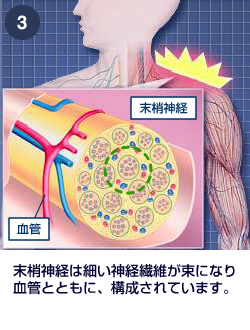 末梢神経のしくみ|肩・腰のしくみ|エーザイ株式会社
