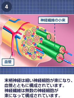 末梢神経のしくみ|肩・腰のしくみ|エーザイ株式会社