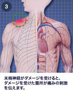 末梢神経のしくみ｜肩・腰のしくみ｜エーザイ株式会社
