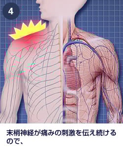 末梢神経解剖学 : 基礎と発展