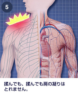 末梢神経解剖学 : 基礎と発展 末梢神経解剖学 : 基礎と発展
