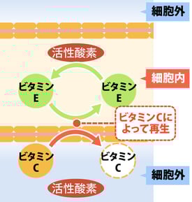eisai_vitamin_01_205x215-1