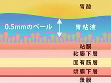 胃粘液ってなに？に関する画像