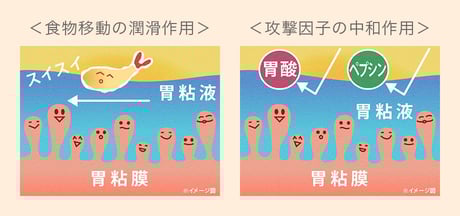 胃粘液ってなに？に関する画像