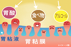 胃粘液ってなに？に関する画像