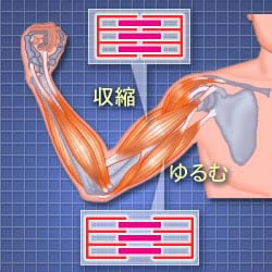 筋肉のしくみ 肩 腰のしくみ エーザイ株式会社