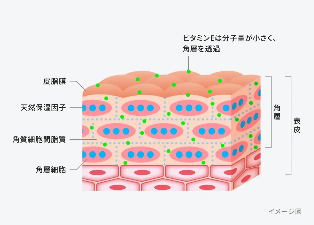 ビタミンE分子量が小さく角層を透過するイメージ