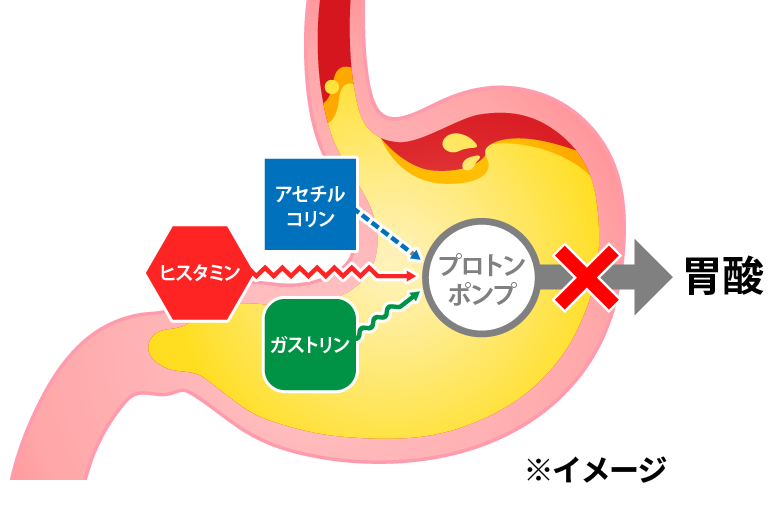 胃酸分泌の出口プロトンポンプを阻害して 胃酸分泌を抑制