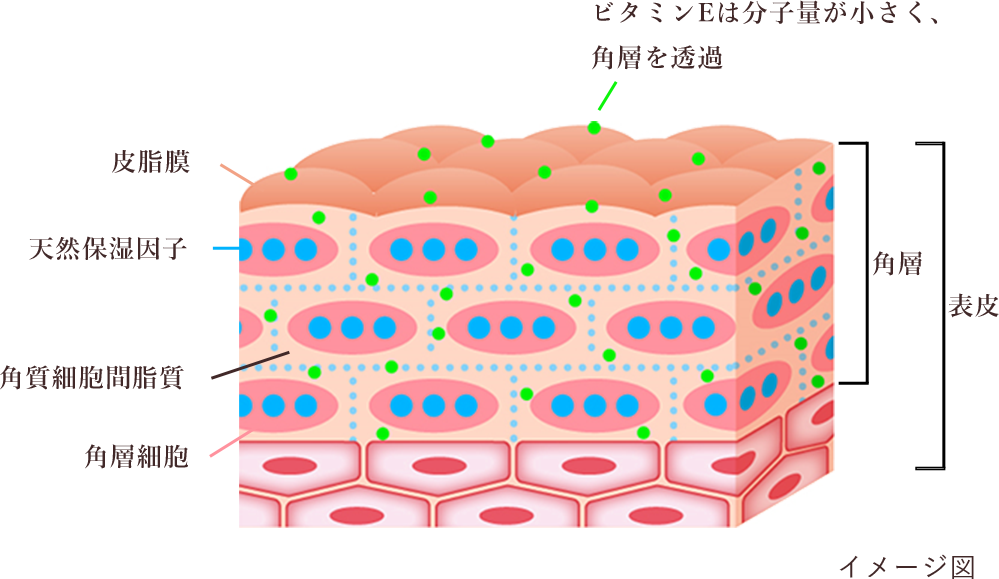 手洗い後の新習慣にハンドケアを